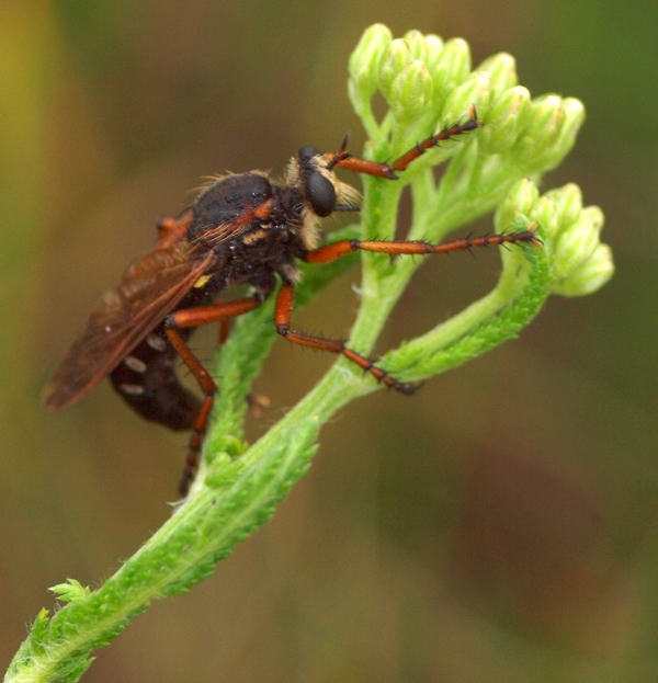 Femmina di Dasypogon diadema (Asilidae)